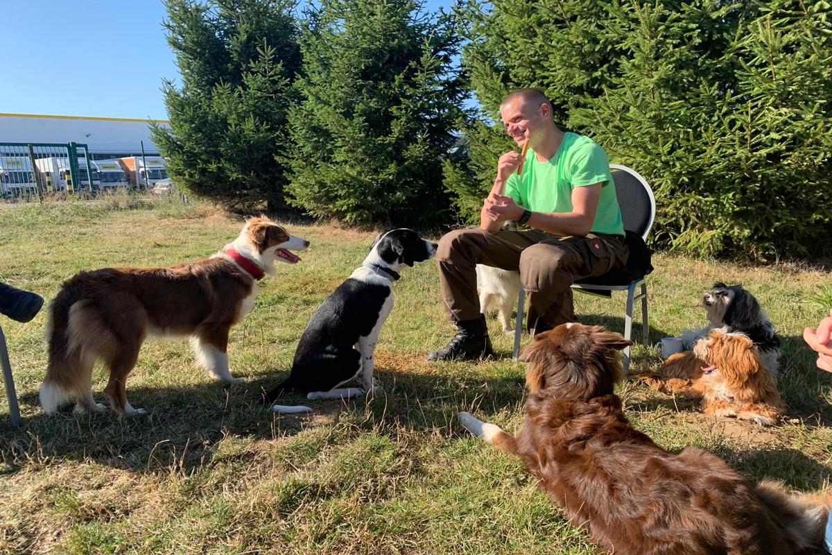 Ein Mann mit mehreren Hunden auf dem Hundeplatz