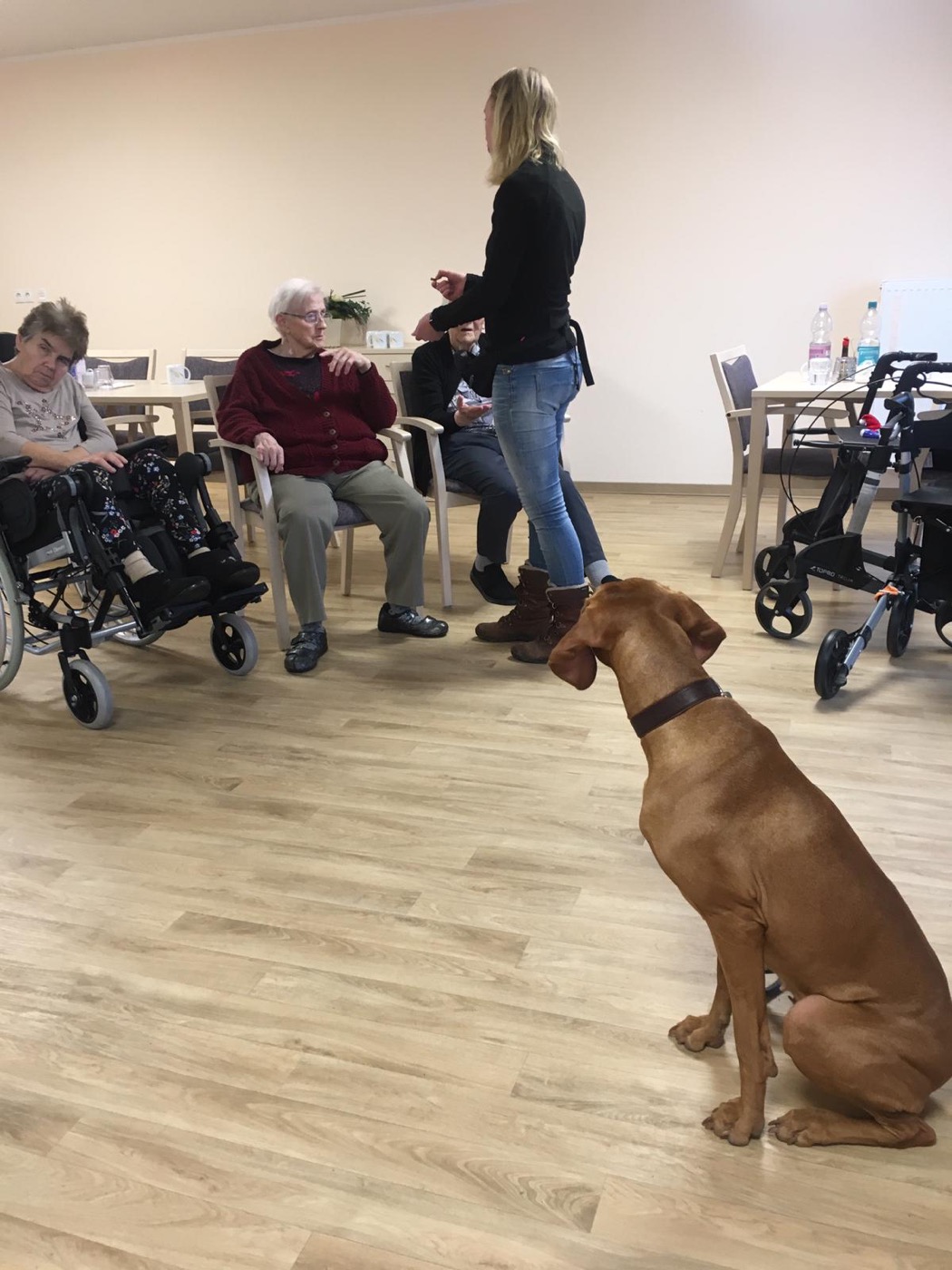 Hund in einer Gruppensituation mit mehreren Menschen