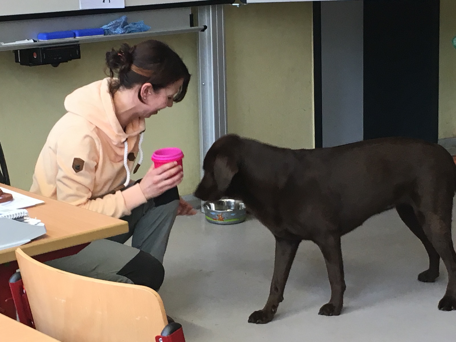 Hund in einer ruhigen Schulsituation mit Wassernapf