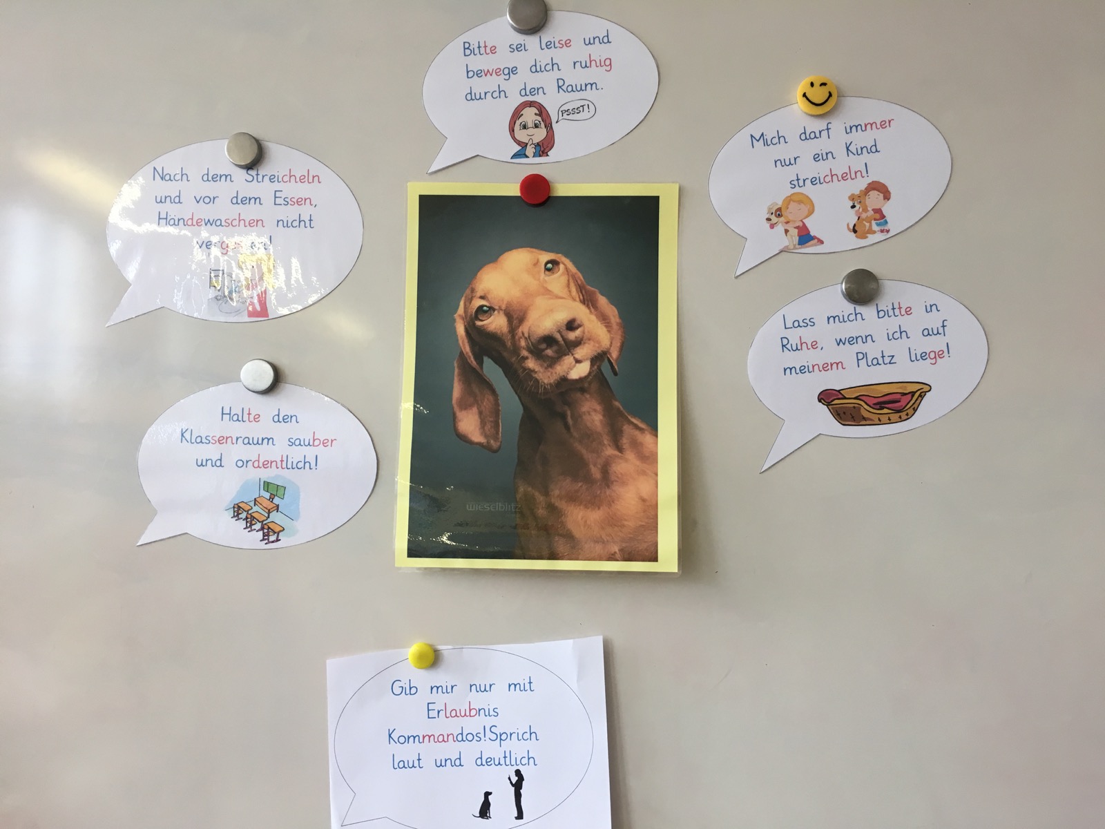Regeln für den ruhigen und sicheren Schulalltag mit Hund