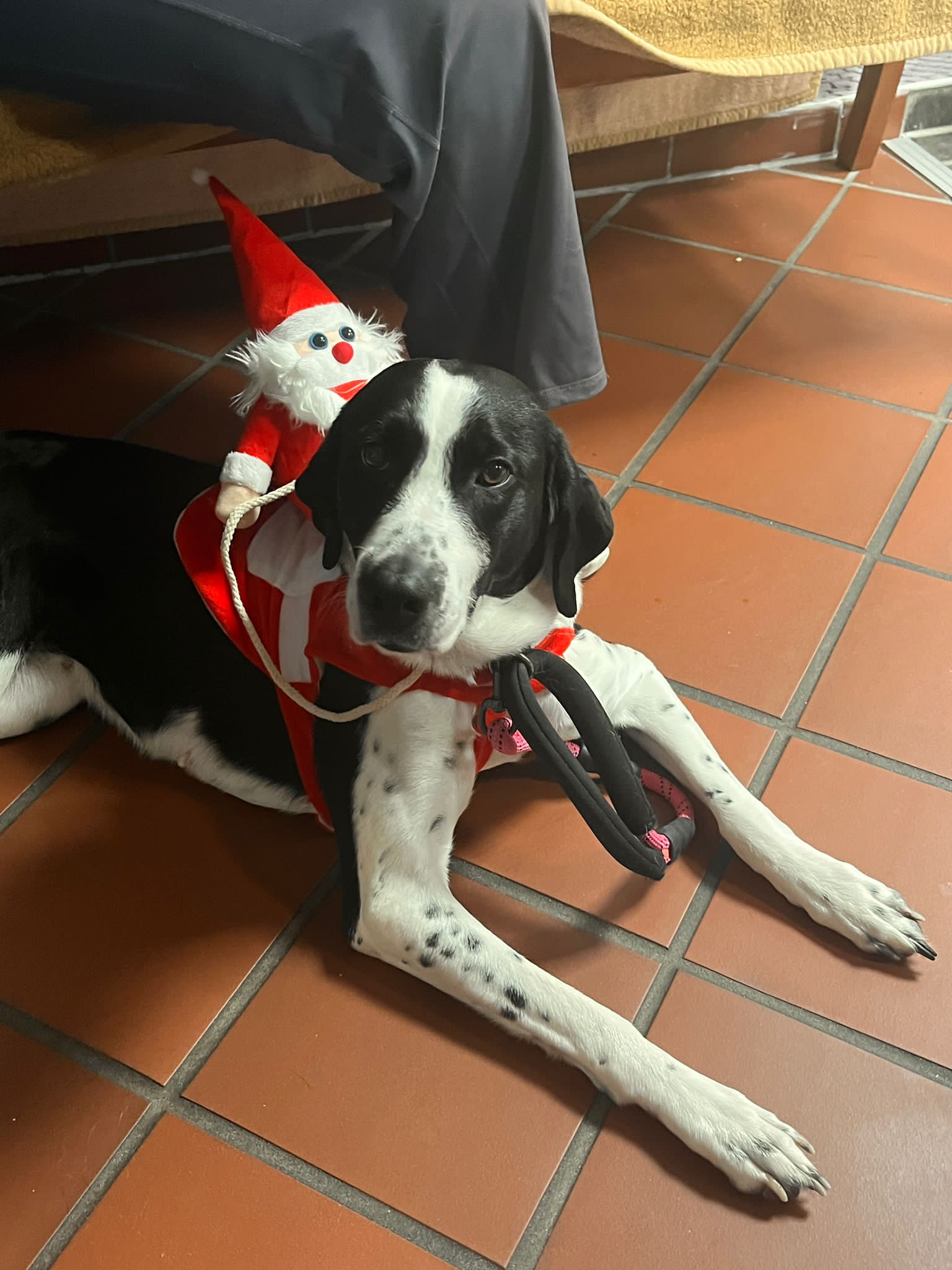 Hund im Weihnachtskostuem im Besuchsdienst