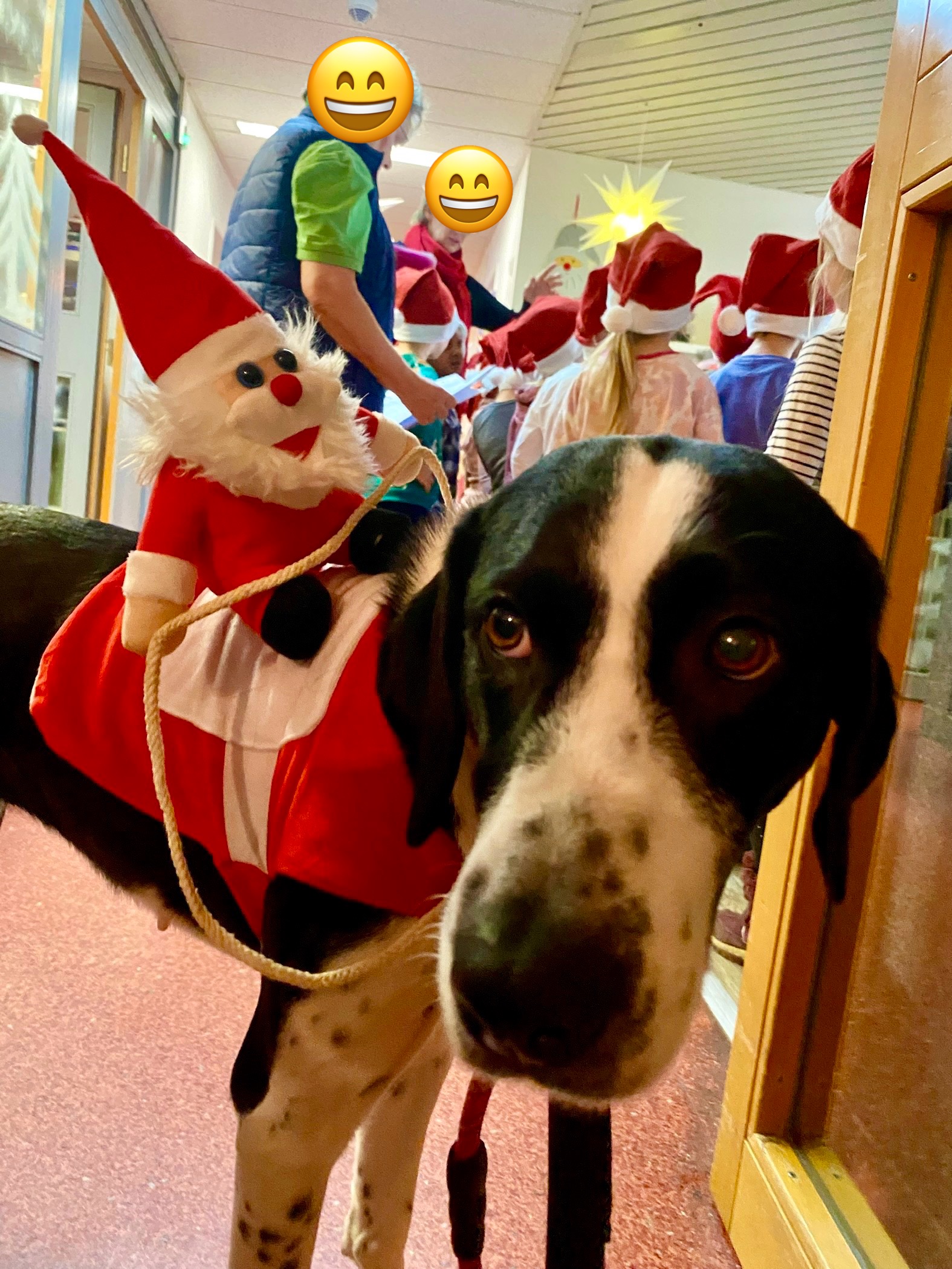 Hund im Besuchsdienst mit Weihnachtsfigur