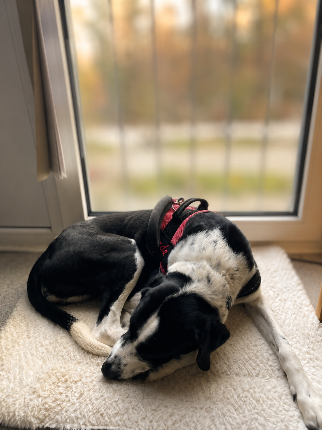 Ruhender Hund auf einer weichen Unterlage