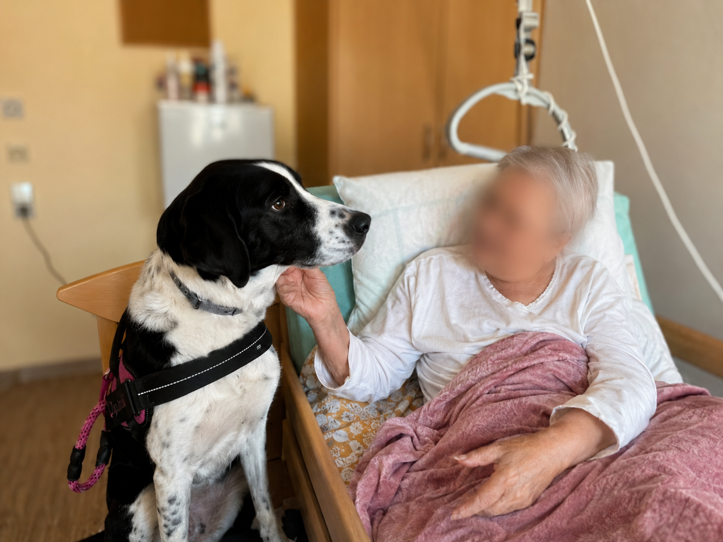 Hund am Bett bei einer ruhigen Begegnung